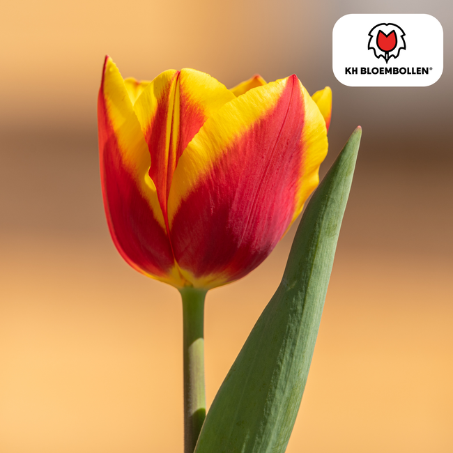 Tulpenbollen Dow Jones – 20 Stuks | KH Bloembollen® | Rood-Geel Gestreepte Tulp – Opvallend & Kleurrijk – Cadeau voor Tuin of Pot – Maat 11/12 – Vers van de Teler!