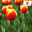 Tulpenbollen Dow Jones – 20 Stuks | KH Bloembollen® | Rood-Geel Gestreepte Tulp – Opvallend & Kleurrijk – Cadeau voor Tuin of Pot – Maat 11/12 – Vers van de Teler!
