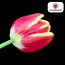 Tulpenbollen Dow Jones – 20 Stuks | KH Bloembollen® | Rood-Geel Gestreepte Tulp – Opvallend & Kleurrijk – Cadeau voor Tuin of Pot – Maat 11/12 – Vers van de Teler!