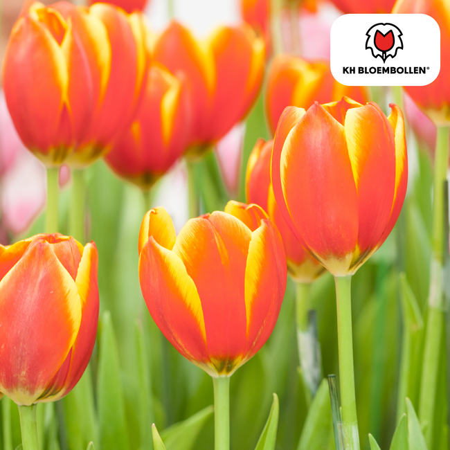 Tulpenbollen Dow Jones – 20 Stuks | KH Bloembollen® | Rood-Geel Gestreepte Tulp – Opvallend & Kleurrijk – Cadeau voor Tuin of Pot – Maat 11/12 – Vers van de Teler!