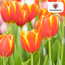 Tulpenbollen Dow Jones – 20 Stuks | KH Bloembollen® | Rood-Geel Gestreepte Tulp – Opvallend & Kleurrijk – Cadeau voor Tuin of Pot – Maat 11/12 – Vers van de Teler!