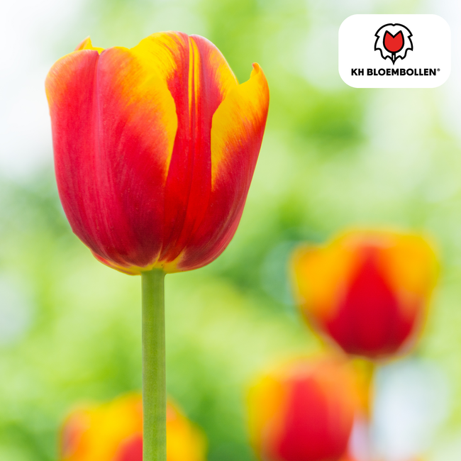 Tulpenbollen Dow Jones – 20 Stuks | KH Bloembollen® | Rood-Geel Gestreepte Tulp – Opvallend & Kleurrijk – Cadeau voor Tuin of Pot – Maat 11/12 – Vers van de Teler!