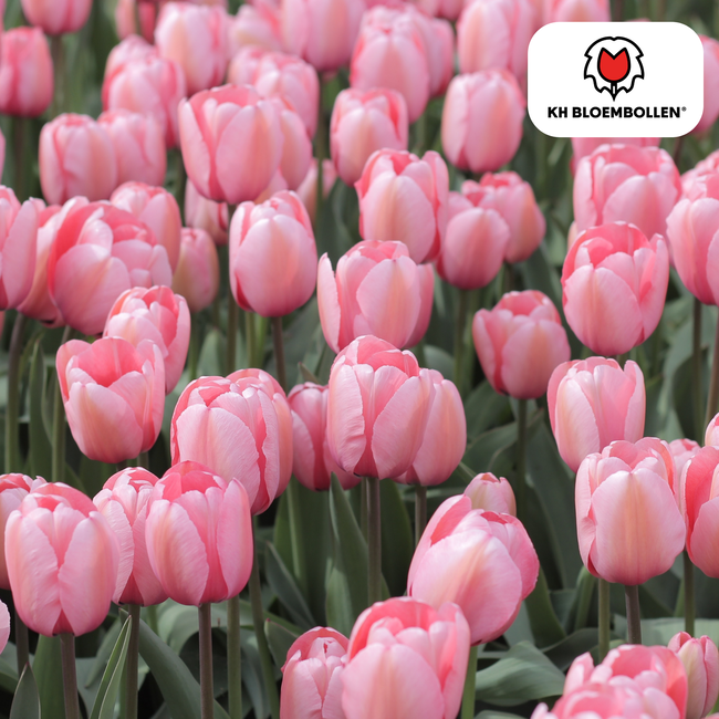 Tulpenbollen Apricot Delight – 20 Stuks | KH Bloembollen® | Roze Apricot Tulp – Zacht & Fris – Cadeau voor Tuin of Pot – Maat 11/12 – Vers van de Teler!