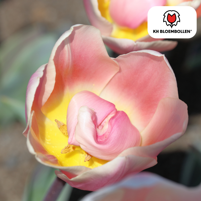 Tulpenbollen Apricot Delight – 20 Stuks | KH Bloembollen® | Roze Apricot Tulp – Zacht & Fris – Cadeau voor Tuin of Pot – Maat 11/12 – Vers van de Teler!