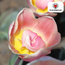 Tulpenbollen Apricot Delight – 20 Stuks | KH Bloembollen® | Roze Apricot Tulp – Zacht & Fris – Cadeau voor Tuin of Pot – Maat 11/12 – Vers van de Teler!