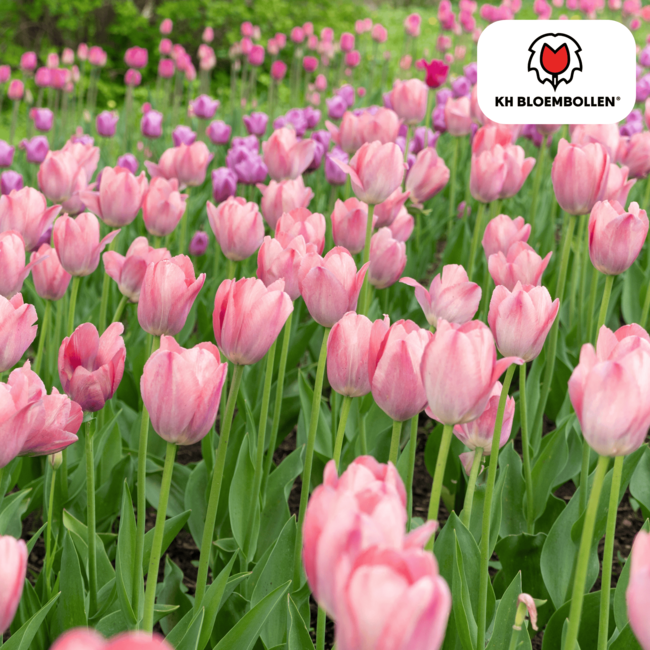 Tulpenbollen Apricot Delight – 20 Stuks | KH Bloembollen® | Roze Apricot Tulp – Zacht & Fris – Cadeau voor Tuin of Pot – Maat 11/12 – Vers van de Teler!