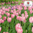 Tulpenbollen Apricot Delight – 20 Stuks | KH Bloembollen® | Roze Apricot Tulp – Zacht & Fris – Cadeau voor Tuin of Pot – Maat 11/12 – Vers van de Teler!