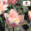 Tulpenbollen Apricot Delight – 20 Stuks | KH Bloembollen® | Roze Apricot Tulp – Zacht & Fris – Cadeau voor Tuin of Pot – Maat 11/12 – Vers van de Teler!