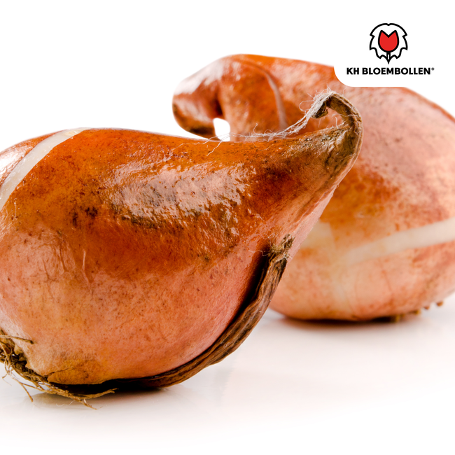 Tulpenbollen Apricot Delight – 20 Stuks | KH Bloembollen® | Roze Apricot Tulp – Zacht & Fris – Cadeau voor Tuin of Pot – Maat 11/12 – Vers van de Teler!