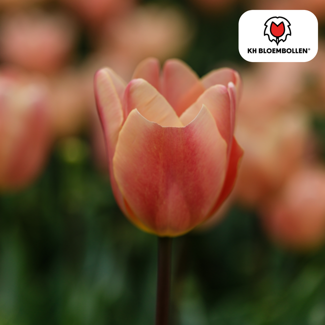 Tulpenbollen Apricot Foxx – 20 Stuks | KH Bloembollen® | Zalmroze Tulp – Elegant & Grootbloemig – Voor Tuin of Pot – Maat 11/12 – Vers van de Teler