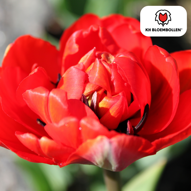 Tulpenbollen Bombastic Red – 20 Stuks | KH Bloembollen® | Rode Pioentulp – Dubbelbloemig & Luxe – Voor Tuin of Pot – Maat 11/12 – Vers van de Teler!