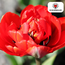 Tulpenbollen Bombastic Red – 20 Stuks | KH Bloembollen® | Rode Pioentulp – Dubbelbloemig & Luxe – Voor Tuin of Pot – Maat 11/12 – Vers van de Teler!