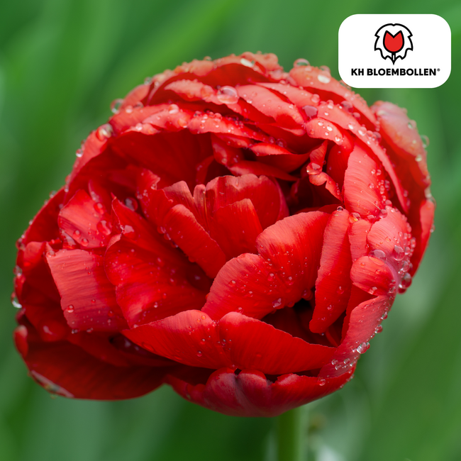 Tulpenbollen Bombastic Red – 20 Stuks | KH Bloembollen® | Rode Pioentulp – Dubbelbloemig & Luxe – Voor Tuin of Pot – Maat 11/12 – Vers van de Teler!