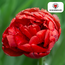 Tulpenbollen Bombastic Red – 20 Stuks | KH Bloembollen® | Rode Pioentulp – Dubbelbloemig & Luxe – Voor Tuin of Pot – Maat 11/12 – Vers van de Teler!
