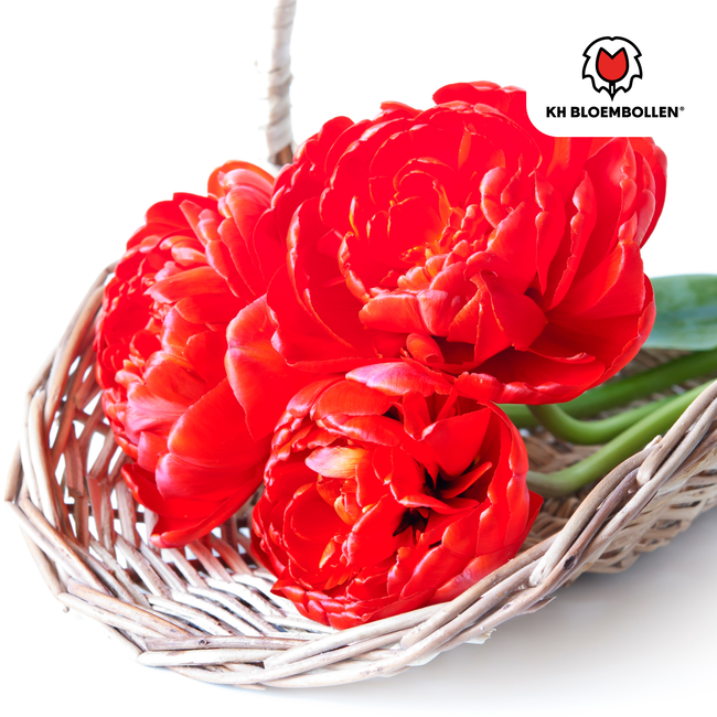Tulpenbollen Bombastic Red – 20 Stuks | KH Bloembollen® | Rode Pioentulp – Dubbelbloemig & Luxe – Voor Tuin of Pot – Maat 11/12 – Vers van de Teler!