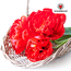 Tulpenbollen Bombastic Red – 20 Stuks | KH Bloembollen® | Rode Pioentulp – Dubbelbloemig & Luxe – Voor Tuin of Pot – Maat 11/12 – Vers van de Teler!