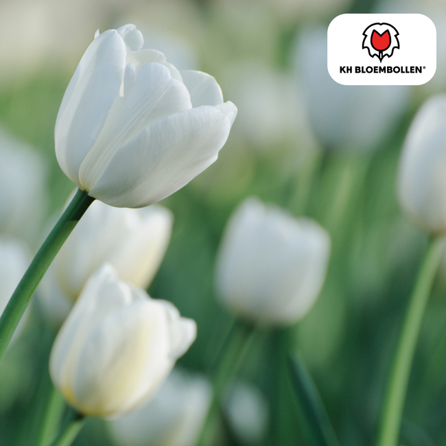 Tulpenbollen Catherina – 20 Stuks | KH Bloembollen® | Zuiver Witte Tulp – Tijdloos & Elegant – Voor Tuin of Pot – Maat 11/12 – Vers van de Teler