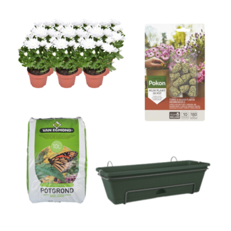 Balkonbak Groen DIY-set - Chrysant Brave