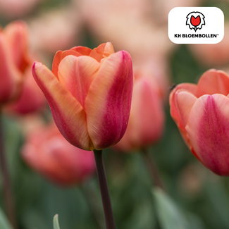 Tulpenbollen Abrikoos Foxx – 20 Stuks | KH Bloembollen® | Zalmroze Tulp – Elegant & Grootbloemig – Voor Tuin of Pot – Maat 11/12 – Vers van de Teler