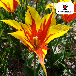 Tulpenbollen Vuurvleugels – 20 Stuks | KH Bloembollen® | Rood-Geel Gevlamde Tulp – Vurig & Opvallend – Voor Tuin of Pot – Maat 11/12 – Vers van de Teler