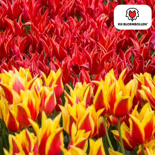Tulpenbollen Vuurvleugels – 20 Stuks | KH Bloembollen® | Rood-Geel Gevlamde Tulp – Vurig & Opvallend – Voor Tuin of Pot – Maat 11/12 – Vers van de Teler