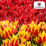 Tulpenbollen Vuurvleugels – 20 Stuks | KH Bloembollen® | Rood-Geel Gevlamde Tulp – Vurig & Opvallend – Voor Tuin of Pot – Maat 11/12 – Vers van de Teler
