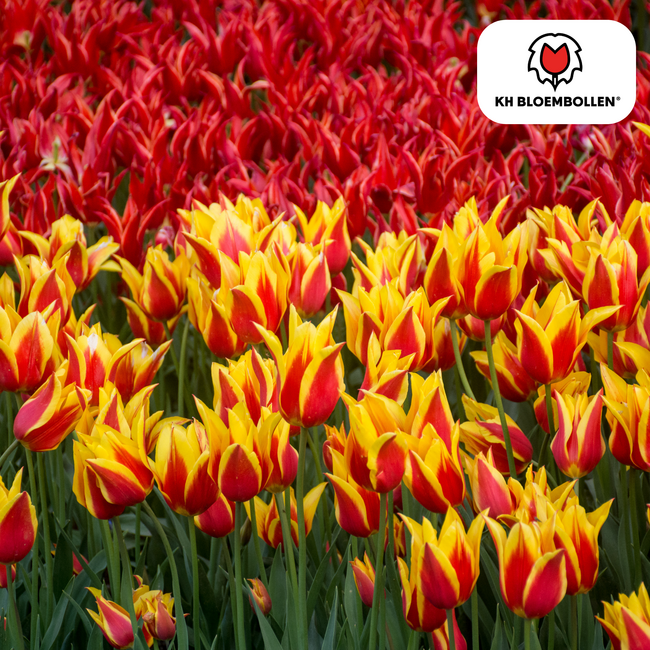 Tulpenbollen Vuurvleugels – 20 Stuks | KH Bloembollen® | Rood-Geel Gevlamde Tulp – Vurig & Opvallend – Voor Tuin of Pot – Maat 11/12 – Vers van de Teler