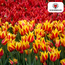 Tulpenbollen Vuurvleugels – 20 Stuks | KH Bloembollen® | Rood-Geel Gevlamde Tulp – Vurig & Opvallend – Voor Tuin of Pot – Maat 11/12 – Vers van de Teler