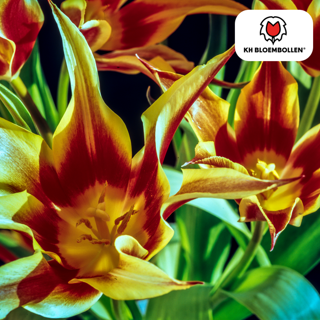 Tulpenbollen Vuurvleugels – 20 Stuks | KH Bloembollen® | Rood-Geel Gevlamde Tulp – Vurig & Opvallend – Voor Tuin of Pot – Maat 11/12 – Vers van de Teler