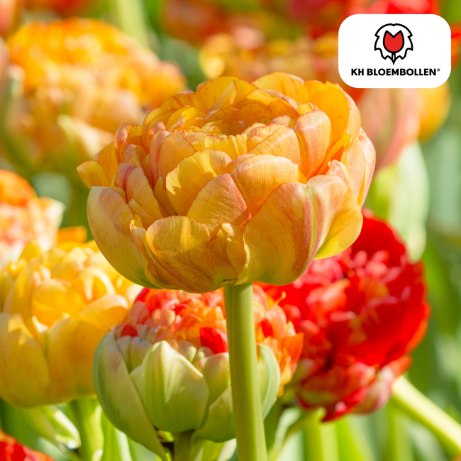Tulpenbollen Gudoshnik Dubbel – 20 Stuks | KH Bloembollen® | Geel, Oranje & Rode Dubbelbloemige Tulp – Pioenachtig & Kleurrijk – Voor Tuin of Pot – Maat 11/12 – Vers van de Teler