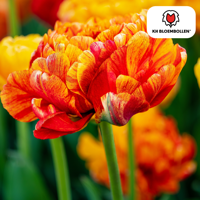 Tulpenbollen Gudoshnik Dubbel – 20 Stuks | KH Bloembollen® | Geel, Oranje & Rode Dubbelbloemige Tulp – Pioenachtig & Kleurrijk – Voor Tuin of Pot – Maat 11/12 – Vers van de Teler