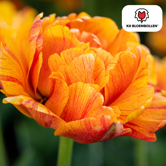 Tulpenbollen Gudoshnik Dubbel – 20 Stuks | KH Bloembollen® | Geel, Oranje & Rode Dubbelbloemige Tulp – Pioenachtig & Kleurrijk – Voor Tuin of Pot – Maat 11/12 – Vers van de Teler