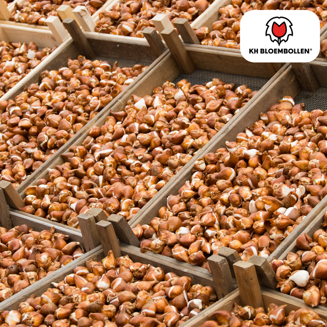 Tulpenbollen Gudoshnik Dubbel – 20 Stuks | KH Bloembollen® | Geel, Oranje & Rode Dubbelbloemige Tulp – Pioenachtig & Kleurrijk – Voor Tuin of Pot – Maat 11/12 – Vers van de Teler