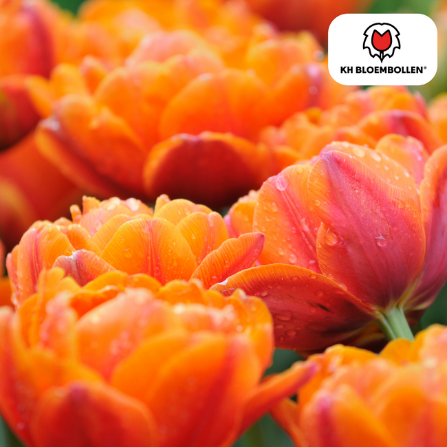 Tulpenbollen Icoon – 20 Stuks | KH Bloembollen® | Oranje Dubbelbloemige Tulp – Vol, Warm & Opvallend – Voor Tuin of Pot – Maat 11/12 – Vers van de Teler