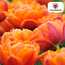 Tulpenbollen Icoon – 20 Stuks | KH Bloembollen® | Oranje Dubbelbloemige Tulp – Vol, Warm & Opvallend – Voor Tuin of Pot – Maat 11/12 – Vers van de Teler