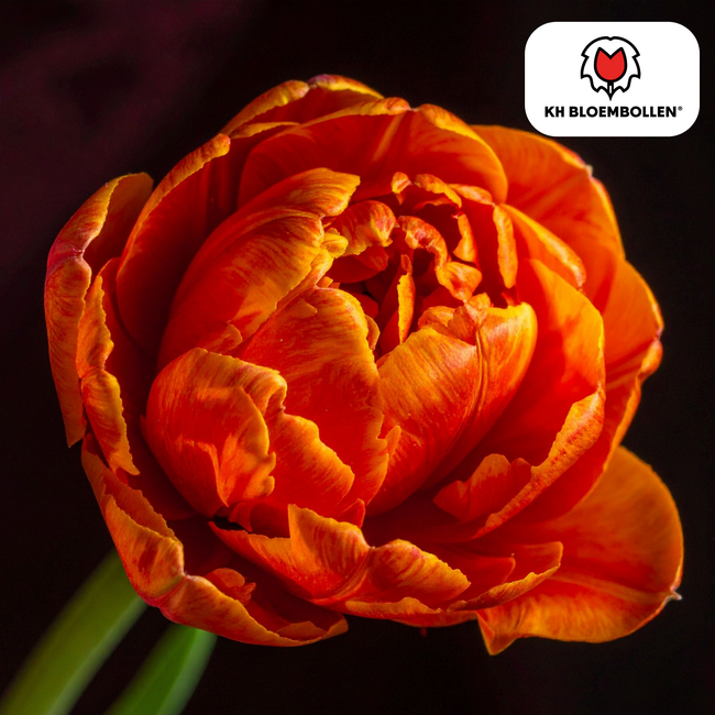 Tulpenbollen Icoon – 20 Stuks | KH Bloembollen® | Oranje Dubbelbloemige Tulp – Vol, Warm & Opvallend – Voor Tuin of Pot – Maat 11/12 – Vers van de Teler