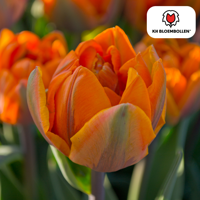 Tulpenbollen Icoon – 20 Stuks | KH Bloembollen® | Oranje Dubbelbloemige Tulp – Vol, Warm & Opvallend – Voor Tuin of Pot – Maat 11/12 – Vers van de Teler