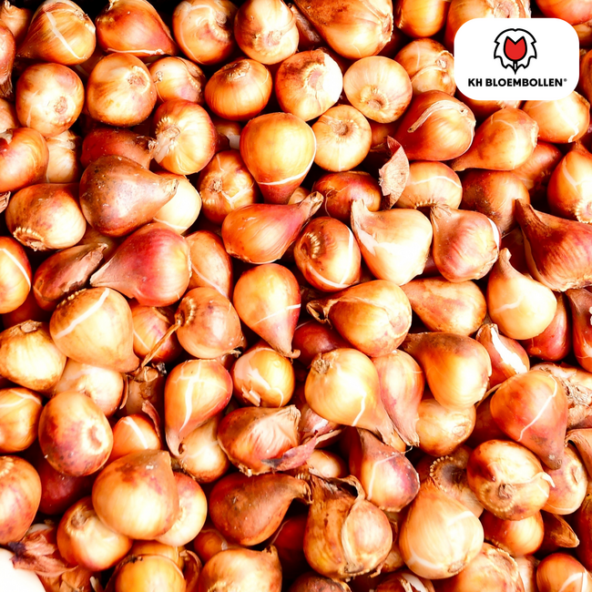 Tulpenbollen Icoon – 20 Stuks | KH Bloembollen® | Oranje Dubbelbloemige Tulp – Vol, Warm & Opvallend – Voor Tuin of Pot – Maat 11/12 – Vers van de Teler