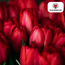 Tulpenbollen Ile de France – 20 Stuks | KH Bloembollen® | Dieprode Tulp – Klassiek, Krachtig & Elegant – Voor Tuin of Pot – Maat 11/12 – Vers van de Teler