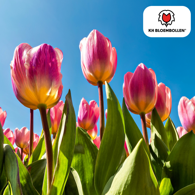 Tulpenbollen Licht en Dromerig – 20 Stuks | KH Bloembollen® | Prachtige Pastelkleuren – Voor Tuin of Pot – Maat 11/12 – Vers van de Teler!