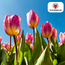 Tulpenbollen Licht en Dromerig – 20 Stuks | KH Bloembollen® | Prachtige Pastelkleuren – Voor Tuin of Pot – Maat 11/12 – Vers van de Teler!