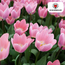 Tulpenbollen Licht en Dromerig – 20 Stuks | KH Bloembollen® | Prachtige Pastelkleuren – Voor Tuin of Pot – Maat 11/12 – Vers van de Teler!