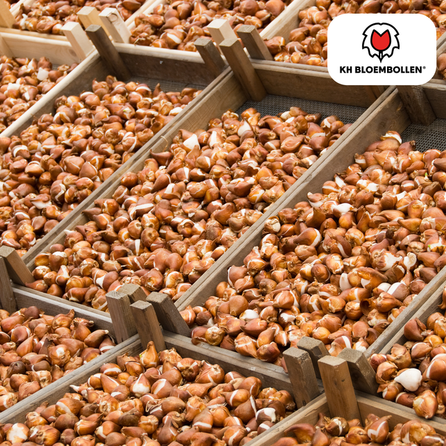 Tulpenbollen Licht en Dromerig – 20 Stuks | KH Bloembollen® | Prachtige Pastelkleuren – Voor Tuin of Pot – Maat 11/12 – Vers van de Teler!