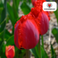 Tulpenbollen Masterpeace – 20 Stuks | KH Bloembollen® | Rode Tulp met Kartelrand – Stoer & Uniek – Voor Tuin of Pot – Maat 11/12 – Vers van de Teler