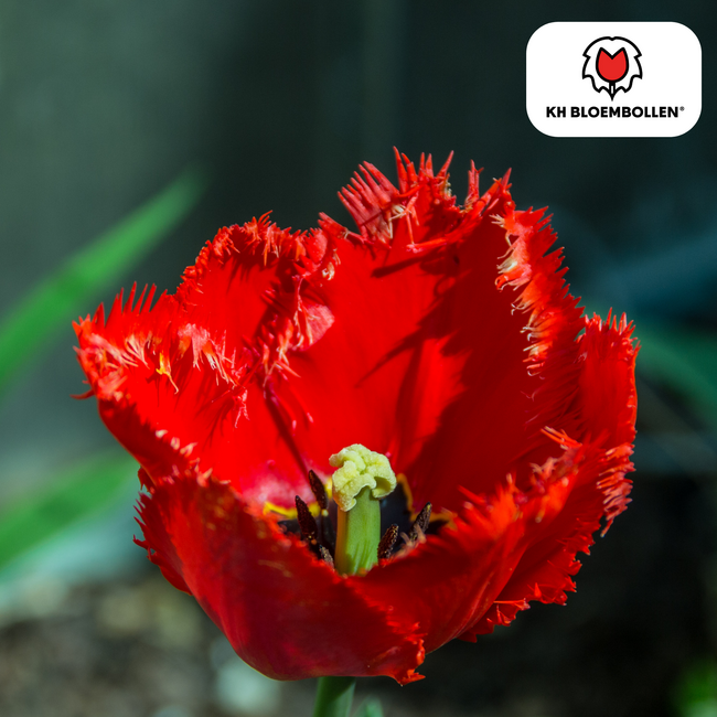 Tulpenbollen Masterpeace – 20 Stuks | KH Bloembollen® | Rode Tulp met Kartelrand – Stoer & Uniek – Voor Tuin of Pot – Maat 11/12 – Vers van de Teler