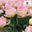 Tulpenbollen Wachtwoord – 20 Stuks | KH Bloembollen® | Roze Dubbelbloemige Tulp – Vol, Zacht & Romantisch – Voor Tuin of Pot – Maat 11/12 – Vers van de Teler