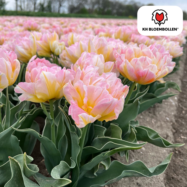 Tulpenbollen Wachtwoord – 20 Stuks | KH Bloembollen® | Roze Dubbelbloemige Tulp – Vol, Zacht & Romantisch – Voor Tuin of Pot – Maat 11/12 – Vers van de Teler