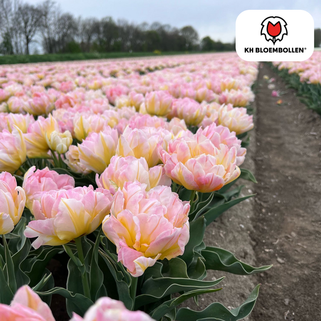 Tulpenbollen Wachtwoord – 20 Stuks | KH Bloembollen® | Roze Dubbelbloemige Tulp – Vol, Zacht & Romantisch – Voor Tuin of Pot – Maat 11/12 – Vers van de Teler