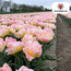 Tulpenbollen Wachtwoord – 20 Stuks | KH Bloembollen® | Roze Dubbelbloemige Tulp – Vol, Zacht & Romantisch – Voor Tuin of Pot – Maat 11/12 – Vers van de Teler