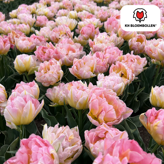 Tulpenbollen Wachtwoord – 20 Stuks | KH Bloembollen® | Roze Dubbelbloemige Tulp – Vol, Zacht & Romantisch – Voor Tuin of Pot – Maat 11/12 – Vers van de Teler